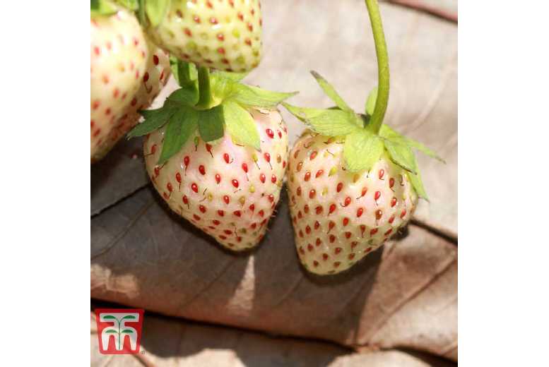 Strawberry Anablanca 'Snow White' Plants - Unique Pineapple-Flavoured Perennial | Wowcher