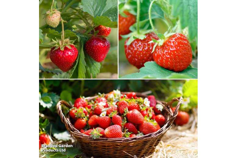 Strawberry Full Season Collection - 15 or 30 Fruit Plants | Wowcher