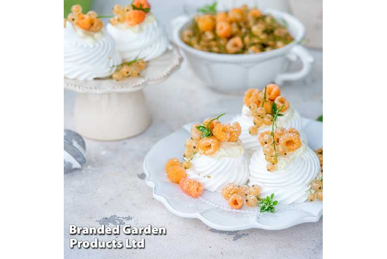 Raspberry 'All Gold' - Autumn Fruiting Yellow Raspberry Plants (3 or 6 Pack) | Wowcher