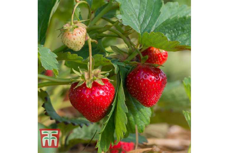 Strawberry 'Cambridge Favourite' Plants - Mid-Season Fruit, Up to 20 Bare Root Crowns | Wowcher