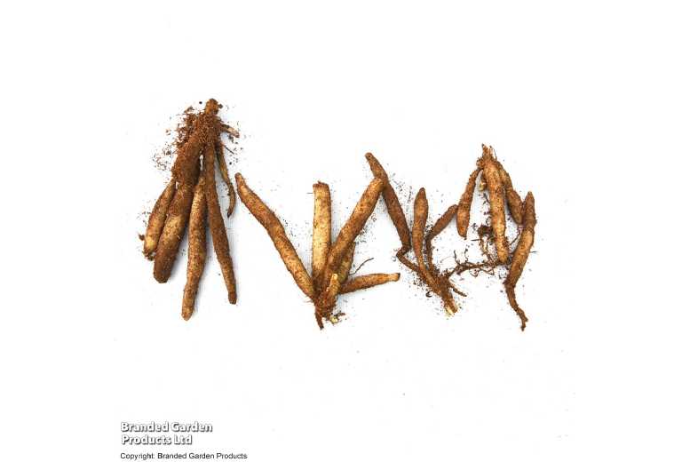 Alstroemeria 'Garden Hybrids Mixed' - Hardy Perennial Flowering Plant | Wowcher