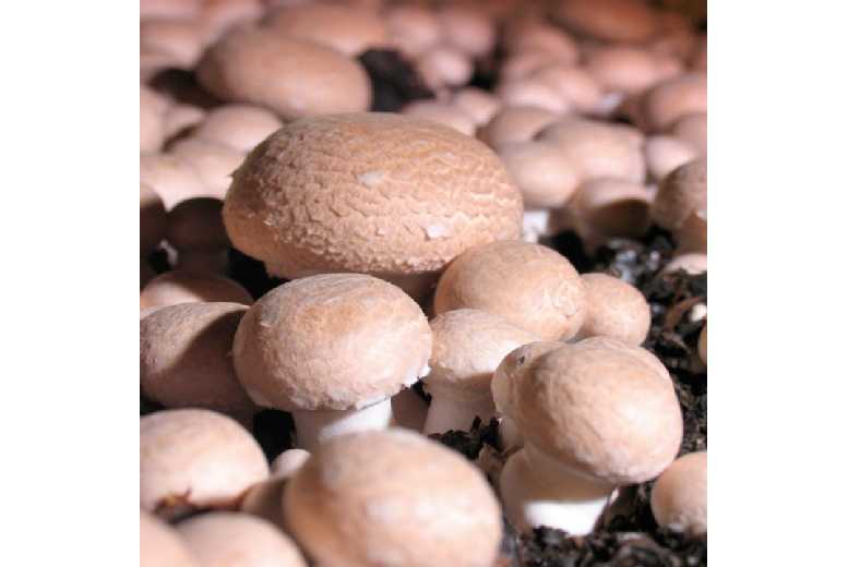 Chestnut Mushroom Windowsill Kit - Easy Indoor Edible Crop | Wowcher