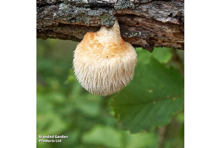 Lion's Mane Mushroom Windowsill Grow Kit - Gourmet Edible Fungi | Wowcher