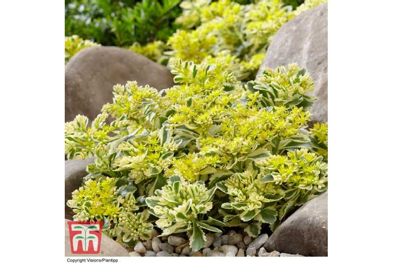 Sedum Atlantis Perennial Succulent - Award-Winning, Easy-Care Garden Plant (1, 2 or 3 Pack) | Wowcher