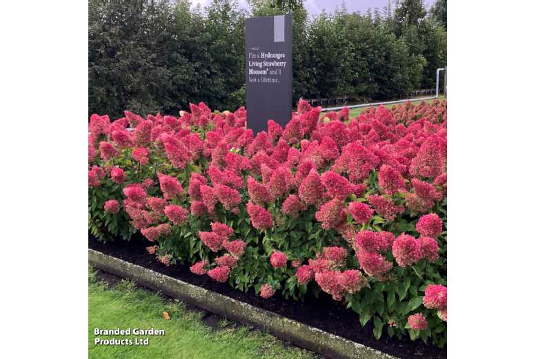 Hydrangea Living Strawberry Blossom - Hardy Perennial Flowering Shrub | Wowcher