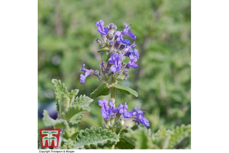 Nepeta 'Six Hills Giant' Catmint - Hardy Flowering Perennial Plant | Wowcher