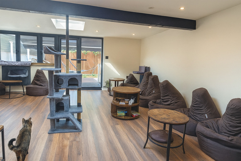 90-Minute Cat Cafe Entry with Drink & Pastry | Wowcher