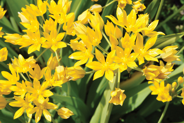 PRE-SALE Up To 300 Summer Bulb Mix: Layered Blooms for Stunning Gardens | Wowcher