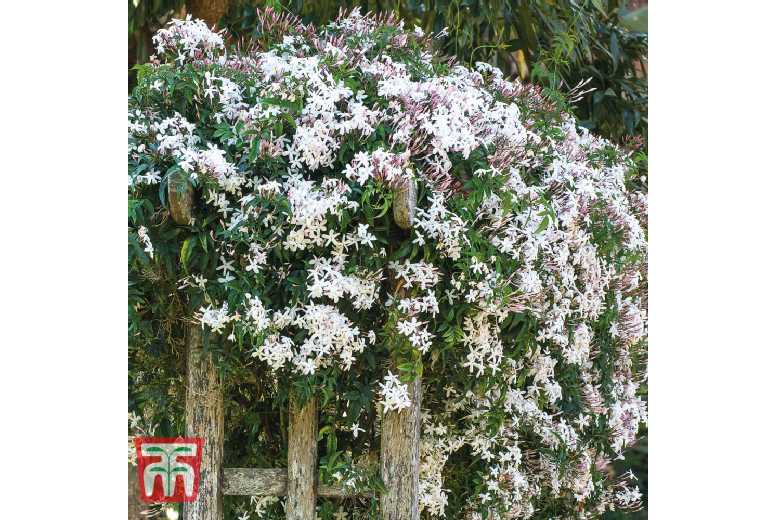 Jasminum Officinale Flowering Climbing Shrub - Fragrant Potted Plant | Wowcher