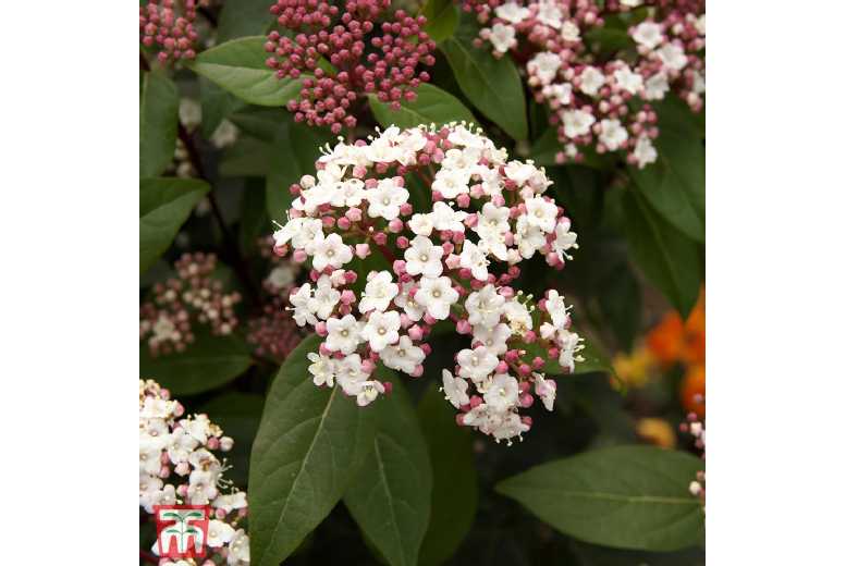 Viburnum tinus 'Spirit' Evergreen Flowering Shrub - 2m Tall | Wowcher