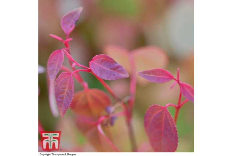 Fragrant Katsura Tree (Cercidiphyllum japonicum) - 3.6L Pot, Compact Scented Tree | Wowcher