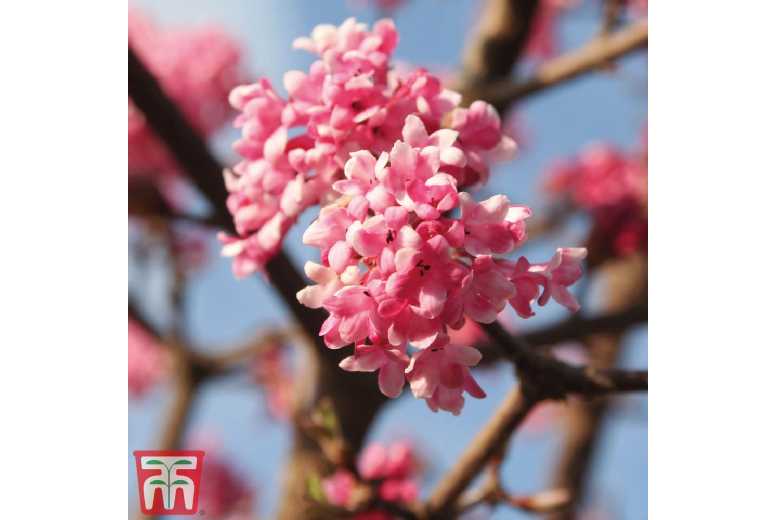 Viburnum x bodnantense 'Dawn' Flowering Shrub - Winter Fragrant Pink Blooms | Wowcher