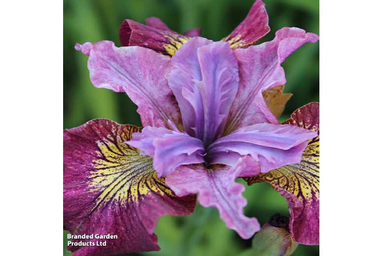 Iris sibirica 'Peacock Butterfly' Perennial Plants - 9 or 18 Pack | Wowcher