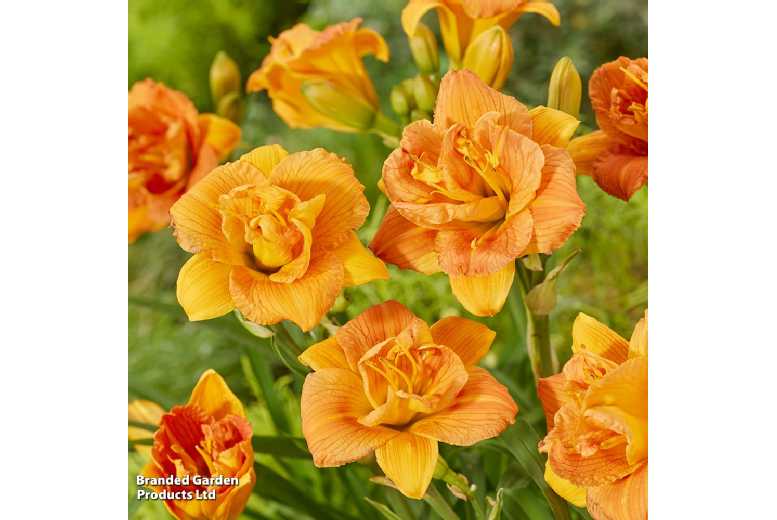 Hemerocallis Double Orange Zephyr - Dwarf Perennial with Vibrant Double Blooms | Wowcher