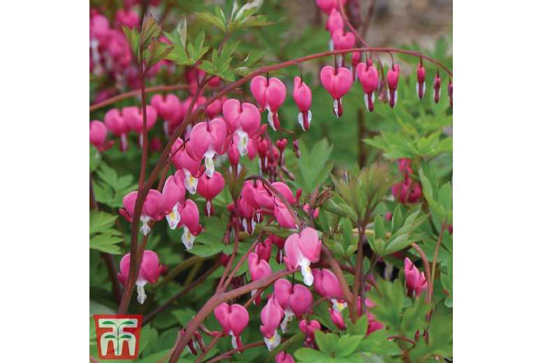Dicentra spectabilis Perennial - Pink or White Flowering Plant | Wowcher
