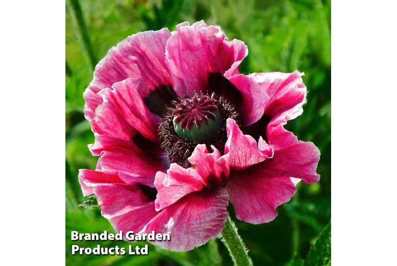 Oriental Poppy 'Manhattan' Flowering Perennial - 2 or 4 Plants | Wowcher