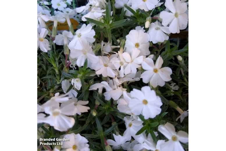 Scented Phlox White Admiral - Hardy Perennial Flowering Plant, 3 Pack | Wowcher