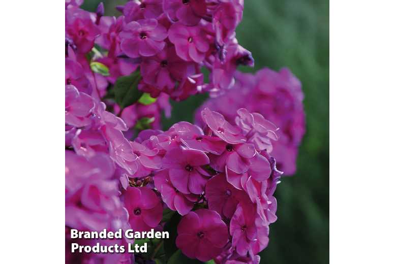 Scented Phlox 'Nicky' - Perennial Flowering Plant, Fragrant, 3-Pack | Wowcher