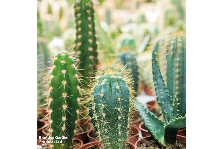 Mixed Mini Cactus Plants - Drought Tolerant, Easy Care, Indoor Succulents (Up to 20 Pack) | Wowcher