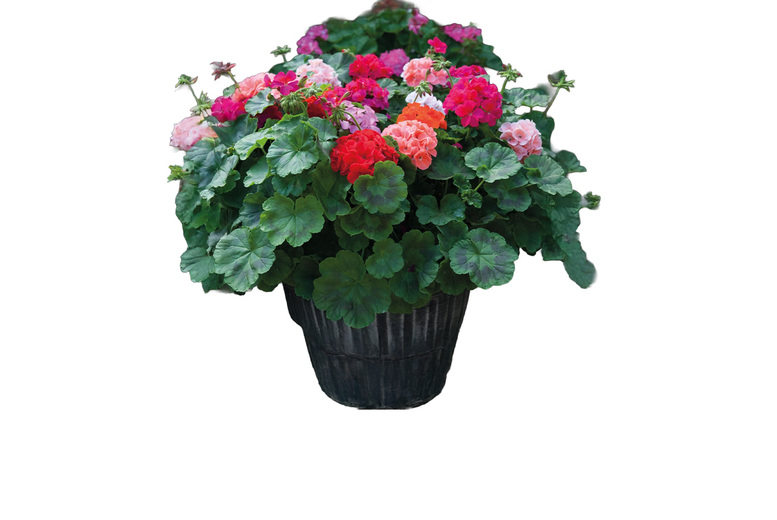 Geranium 'Jackpot Mixed' F1 Hybrid - Colourful, Vigorous Summer Blooms | Wowcher