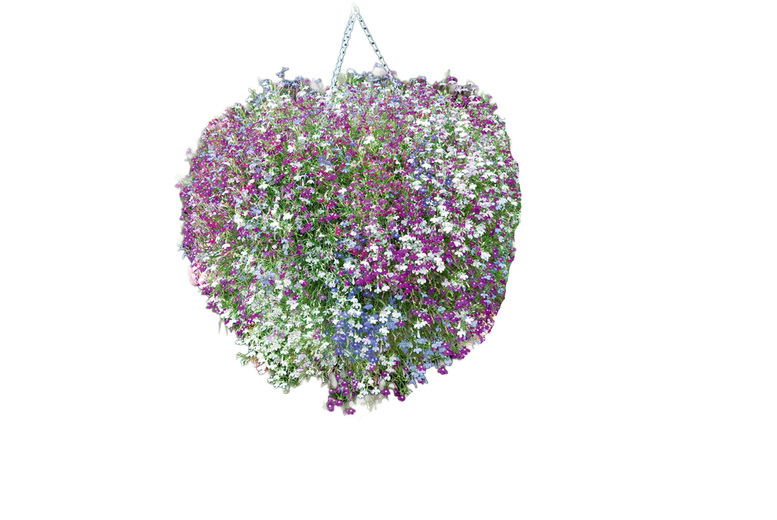 Lobelia 'Cascade Improved Mixed' Trailing Flowers for Baskets & Containers | Wowcher