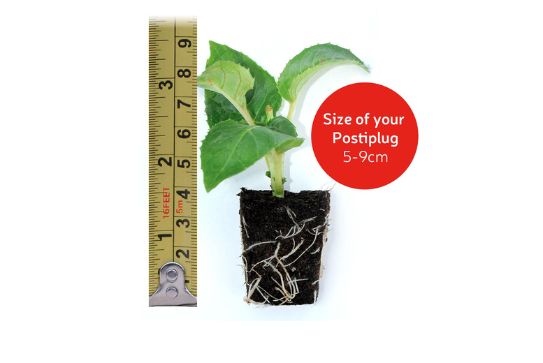 Fuchsia Giant Flowering Trailing Plug Plants - 5, 10 or 20 Mixed Varieties | Wowcher