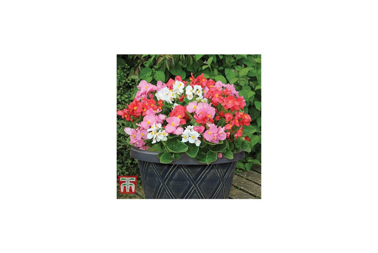 Begonia 'Lotto Mixed' - Big, Colourful Blooms for Beds & Baskets | Wowcher