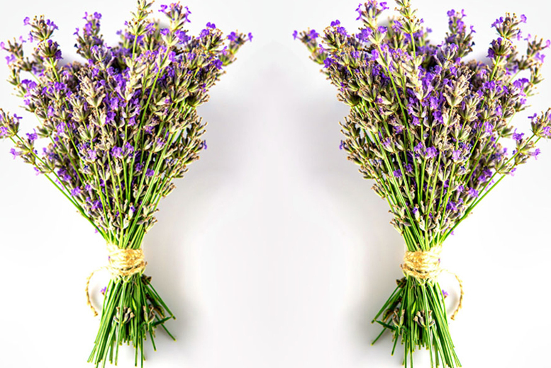 Thompson And Morgan Unisex Lavender Plant Collection - Hidcote & Munstead - Up To 288 Plugs! | Wowcher