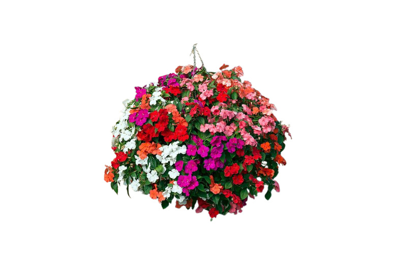 Busy Lizzie 'Beacon Mix' Bedding Plants - 30 or 60 Pack | Wowcher