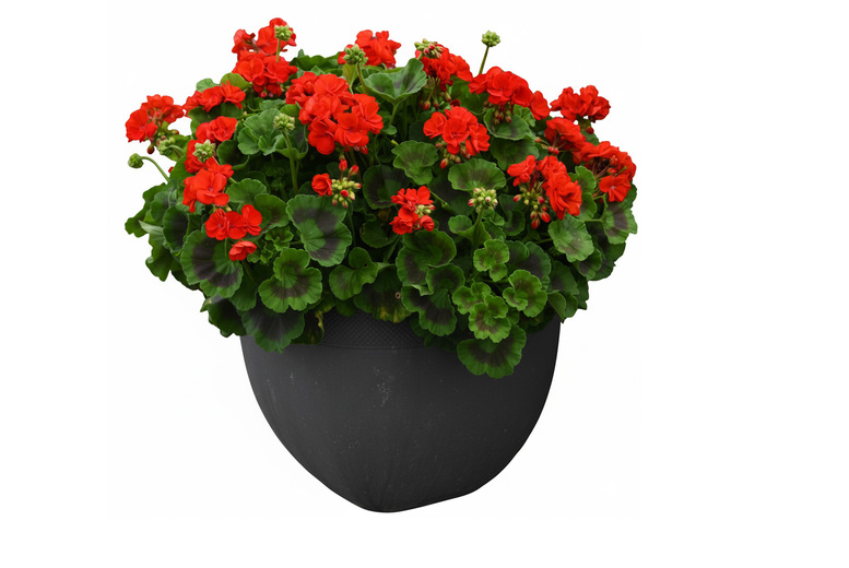Geranium 'Best Red' F1 Hybrid - Uniform, Vigorous Garden Performer | Wowcher