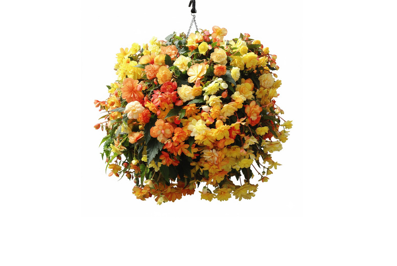 Begonia Apricot Shades Improved Plugs - 12, 24, 30, or 60! | Wowcher