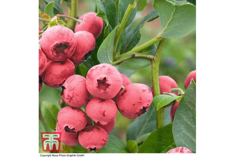 Blueberry 'Pink Lemonade' Fruit Bush - Unique Pink Berry Plant | Wowcher