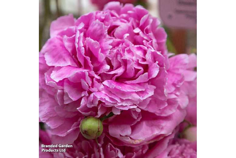 Peony 'Alexander Fleming' Perennial - Fragrant Double-Flowering Plant (1 or 3 Pack) | Wowcher