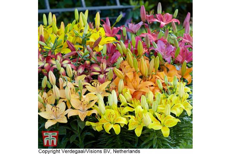 Asiatic Lily Bulbs Mix - Perennial Flowering, Up to 90cm Tall | Wowcher