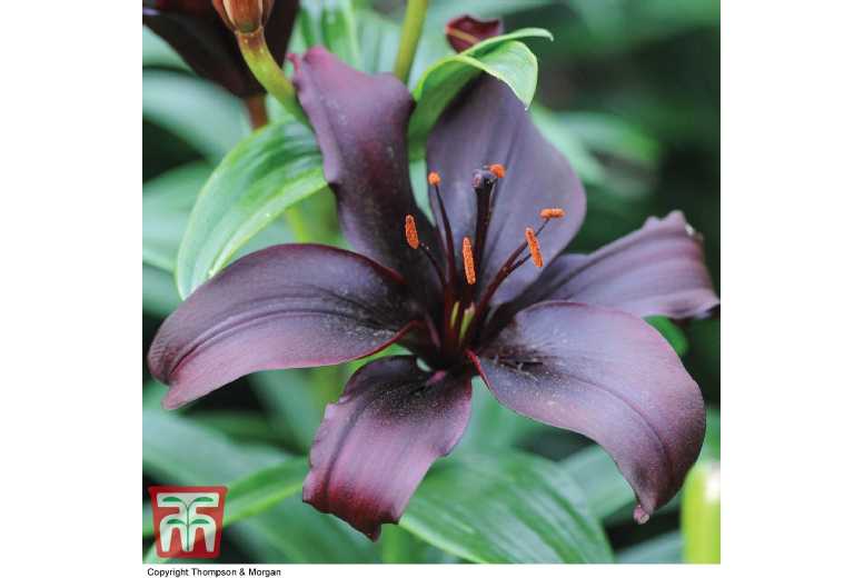 Lily 'Black Jewel' Bulbs - Rare Flowering Perennial for Borders & Pots | Wowcher