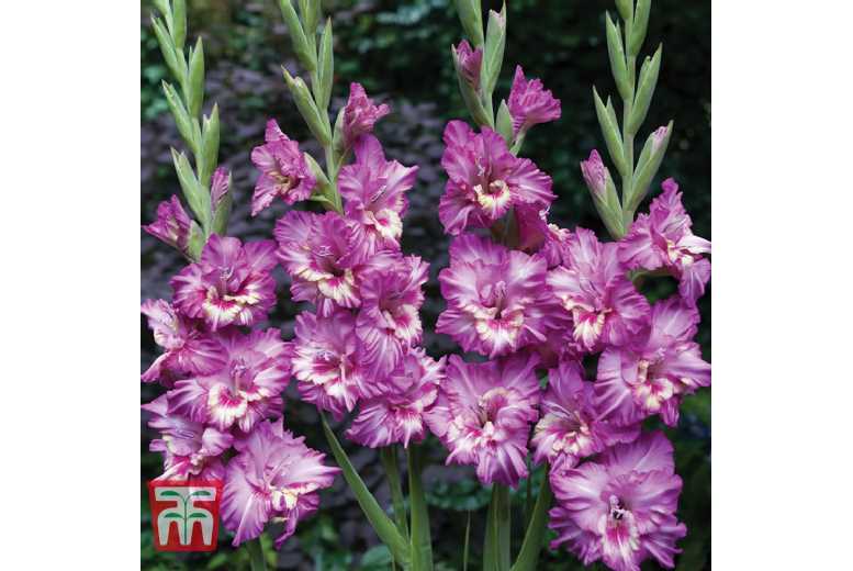 Gladioli 'Glamour' Flowering Bulbs - Summer Perennial Mix, 15 or 30 Pack | Wowcher