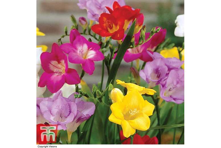 Mixed Freesia Bulbs - Vibrant Flowering Perennial for Gardens & Pots (50, 100 or 200 Pack) | Wowcher