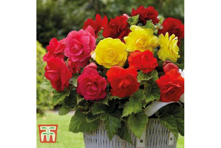 Double Flowered Mixed Begonia Tubers - Summer-Flowering Bedding Plant | Wowcher