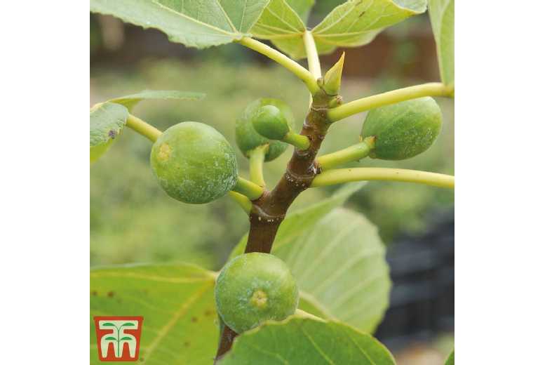 Hardy Green Fig Tree - Fruit-Bearing Patio or Garden Plant | Wowcher