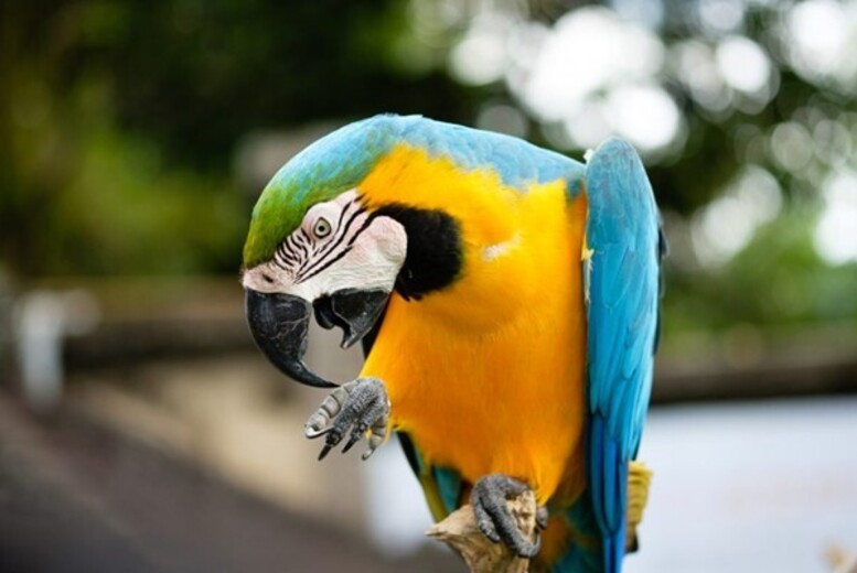 Amazonia Entry Ticket for 2, 3 or 4 at M&D's Scotland's Theme Park - Feb School Holidays Availability! | Wowcher