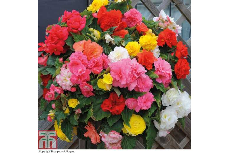 Begonia Nonstop Mixed - Flowering Tuberous Bedding Plant (10 Tubers) | Wowcher