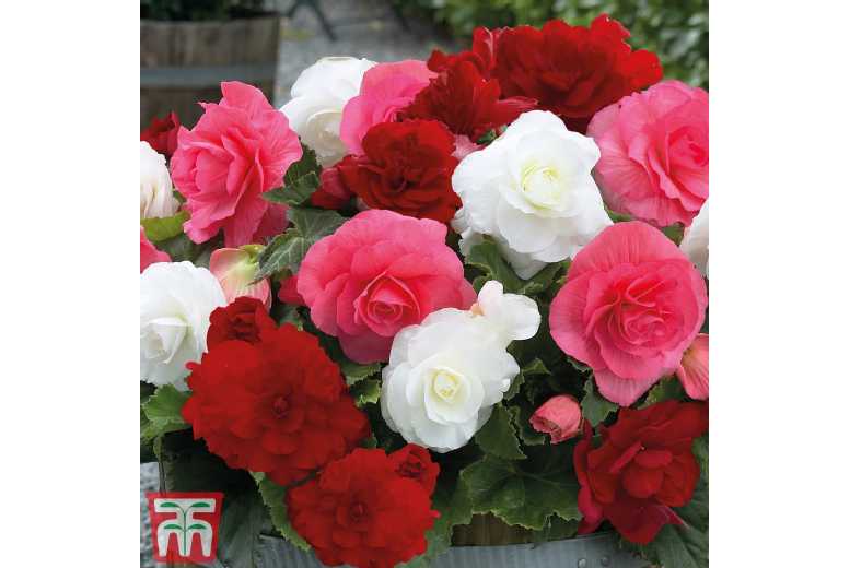 Begonia Nonstop Berries & Cream - Flowering Bedding Plant, Up to 20 Tubers | Wowcher