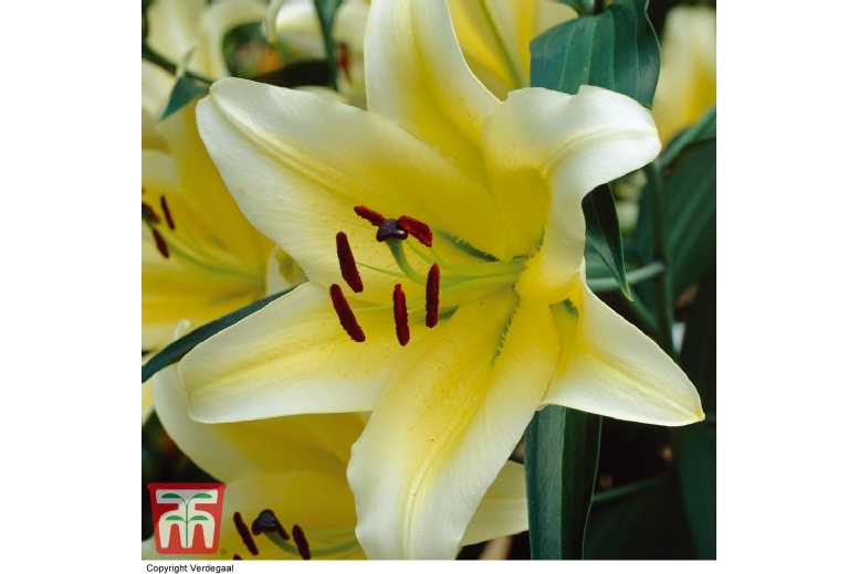 Giant Flowering Tree Lily Bulbs - Up to 2.5m Tall, 9 or 19 Pack | Wowcher
