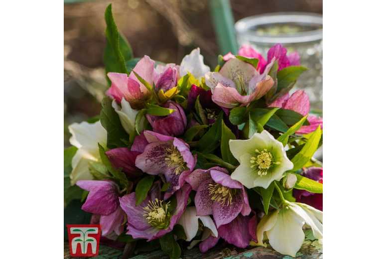 Hellebore x hybridus 'Mixed' - Hardy Evergreen Flowering Perennial Plants (3 or 6 Pack) | Wowcher