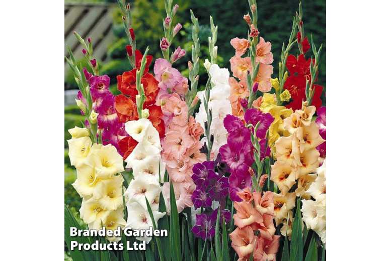 Gladioli Mixed Flowering Bulbs - Vibrant Perennial for Borders & Bouquets | Wowcher