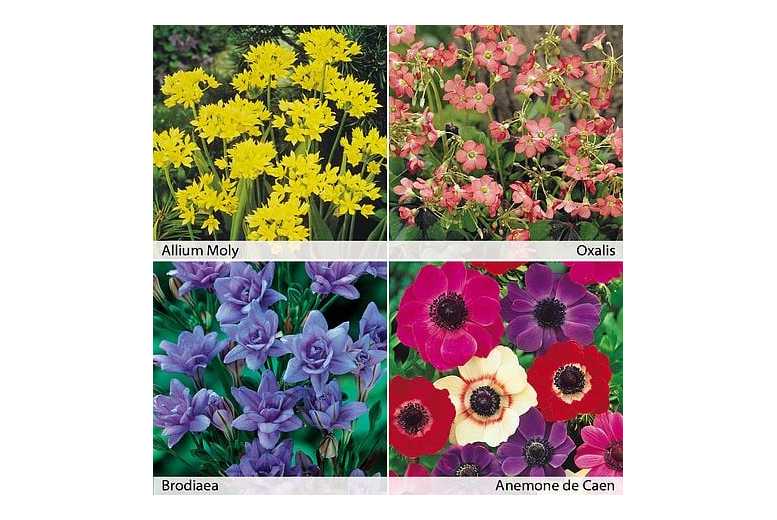 Mixed Flowering Summer Bulbs - Up to 200 Vibrant Perennial Bulbs | Wowcher