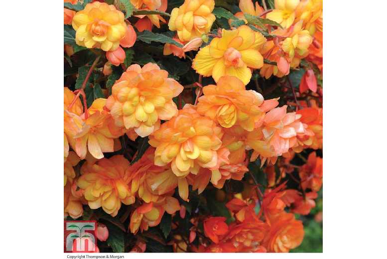 Begonia 'Apricot Shades' Flowering Tubers - Double Blooms, Summer Colour | Wowcher