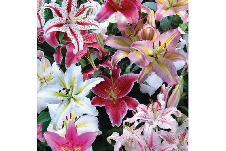Giant Oriental Lily Bulbs - Flowering Perennial, Fragrant, Up to 48 Pack | Wowcher