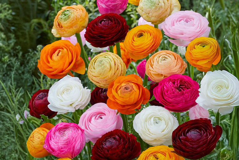 50 Mixed Ranunculus Bulbs - Colourful Flowering Perennial Collection | Wowcher