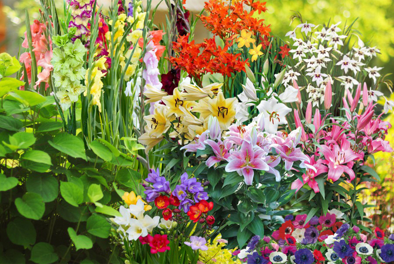 Summer Flowering Mixed Bulb Collection - 100 or 200 Vibrant Blooms | Wowcher